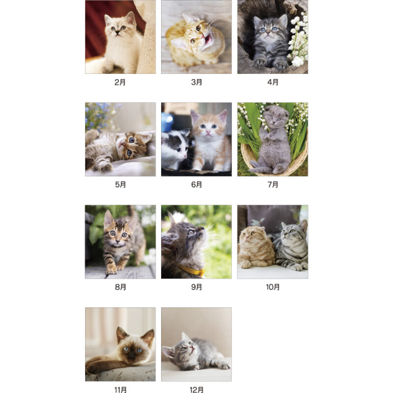キャットマンスリー（3）