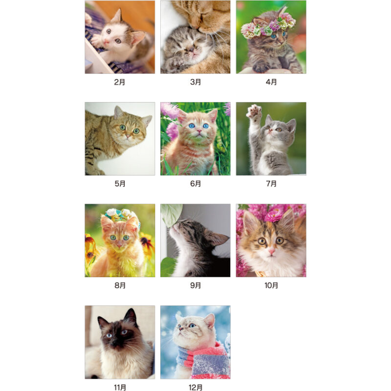 【超早割】キャットマンスリー（3）