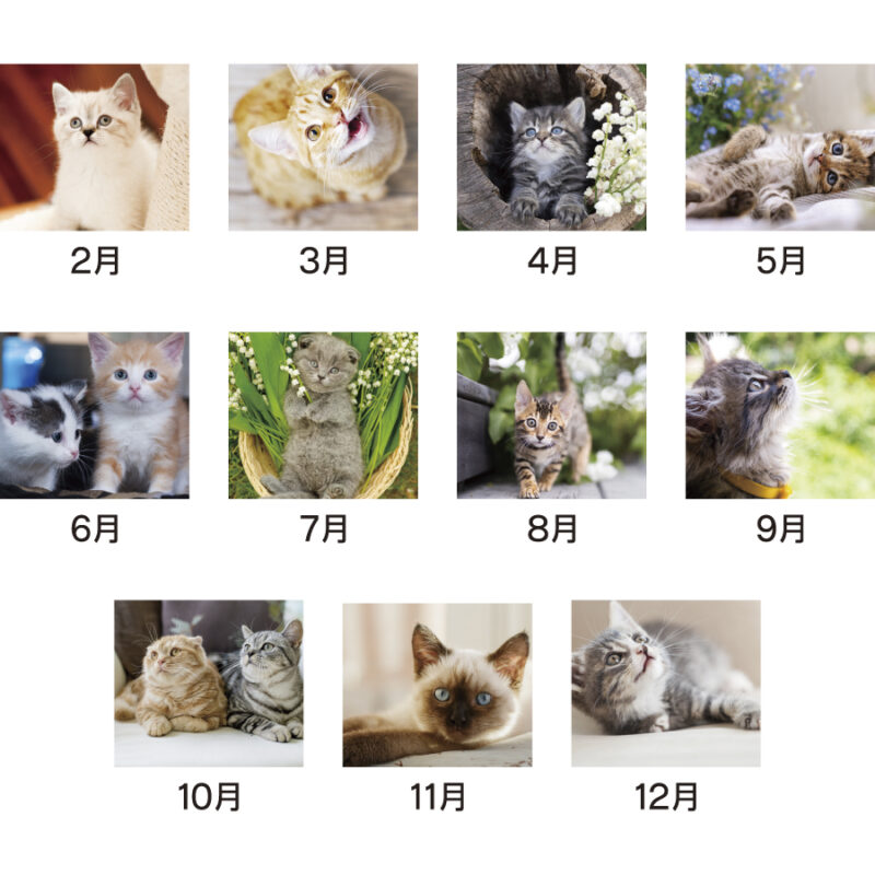 ラブリーキャット（3）