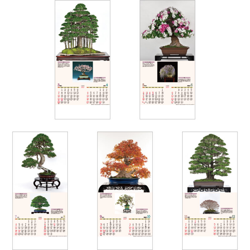 【超早割】銘樹 (盆栽)（3）