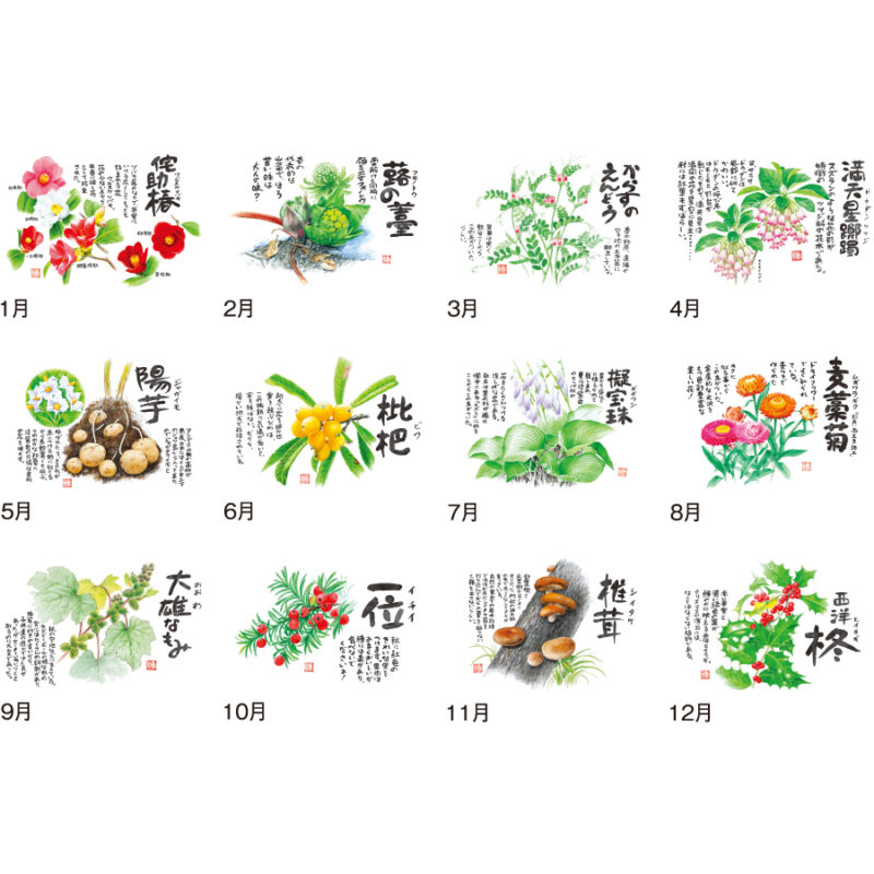 【超早割】B8 草花遊心(田中陽一郎作品集)（3）