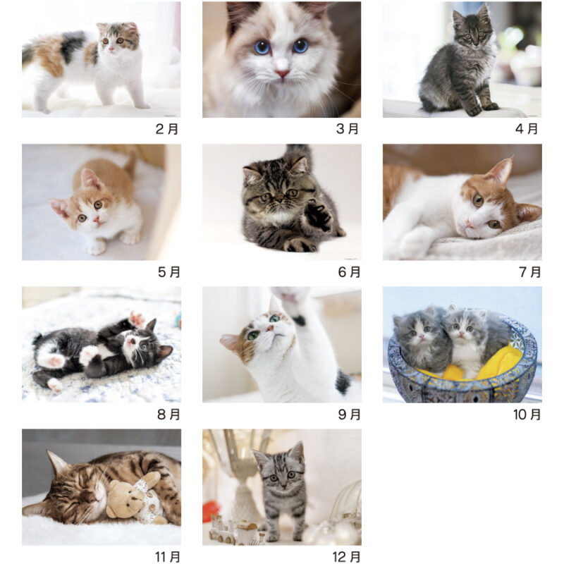 マイキャッツ（3）