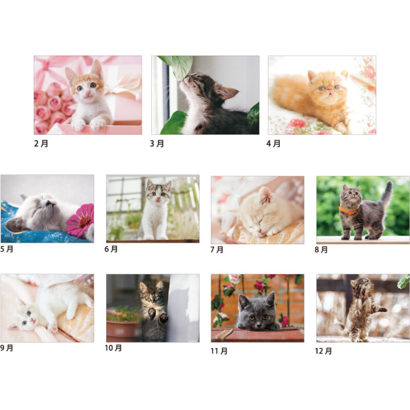 【超早割】マイキャッツ（3）