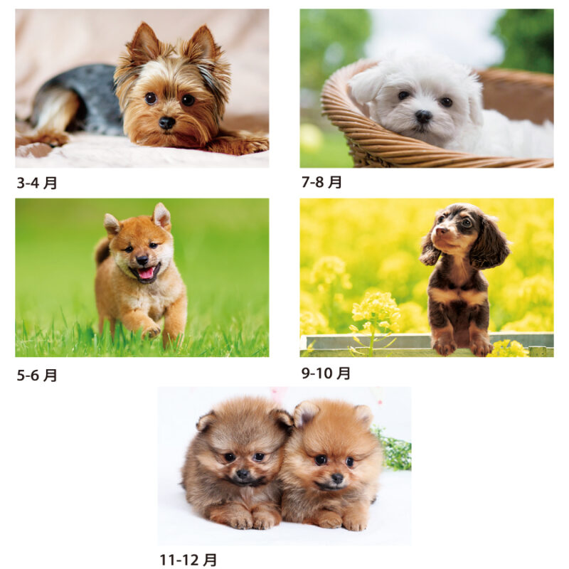ワンワンワールド（3）
