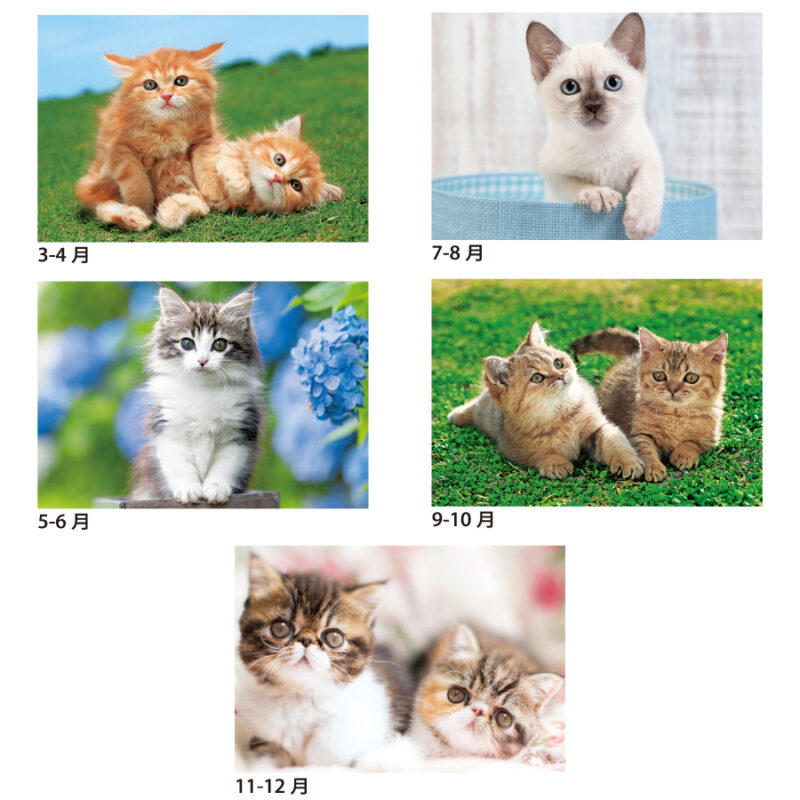 キャッツワールド（3）