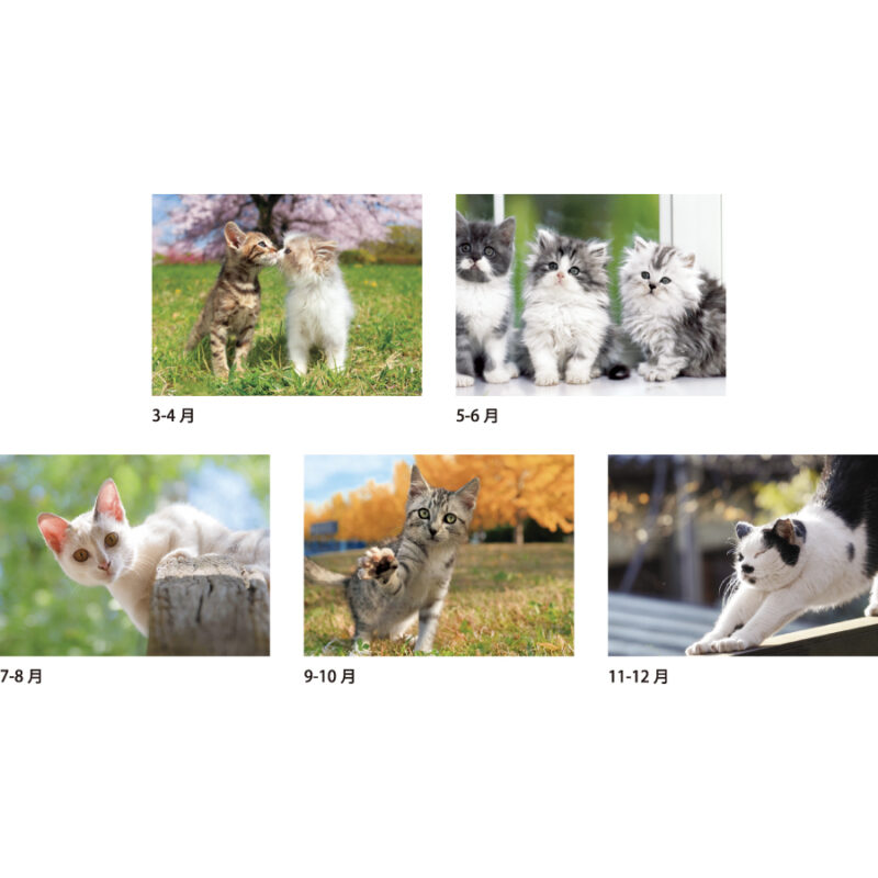 キャッツワールド（3）