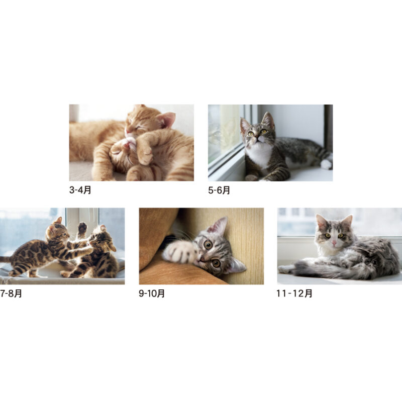 キャッツカレンダー（3）