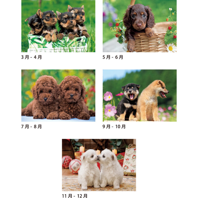 ワンワンスマイル（3）