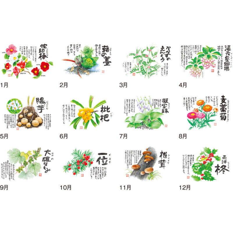 【超早割】草花遊心 (田中陽一郎作品集)（3）