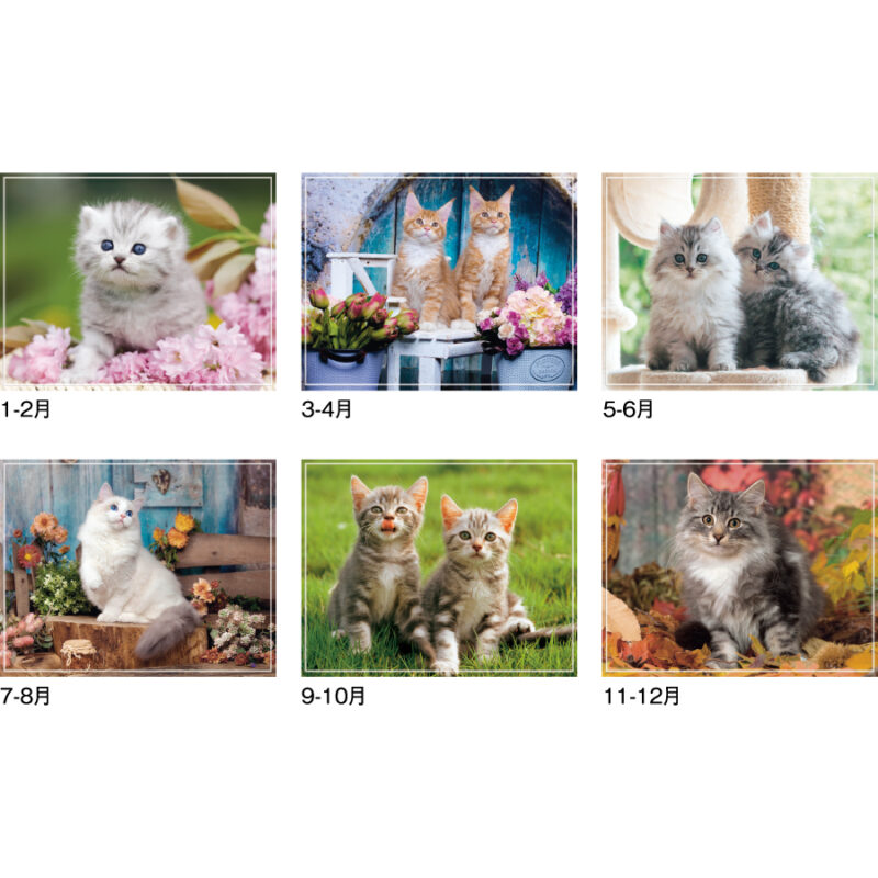 【超早割】マイ スウィーティー キャット（3）