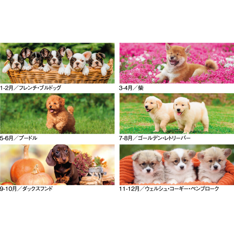 【超早割】THE DOGS（3）