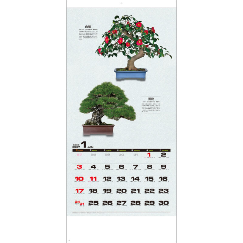 【超早割】自然愛〈盆栽〉（2）