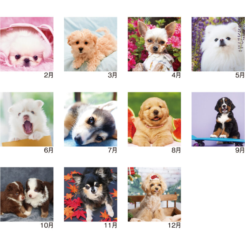 【超早割】Pretty Dogs(犬)（3）