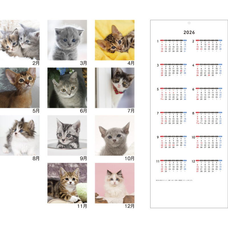 Sweet Cats(猫)（3）