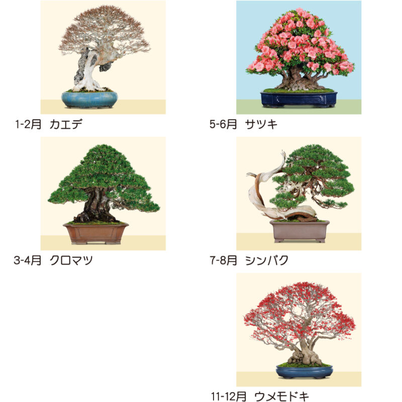 【超早割】盆栽DX（3）