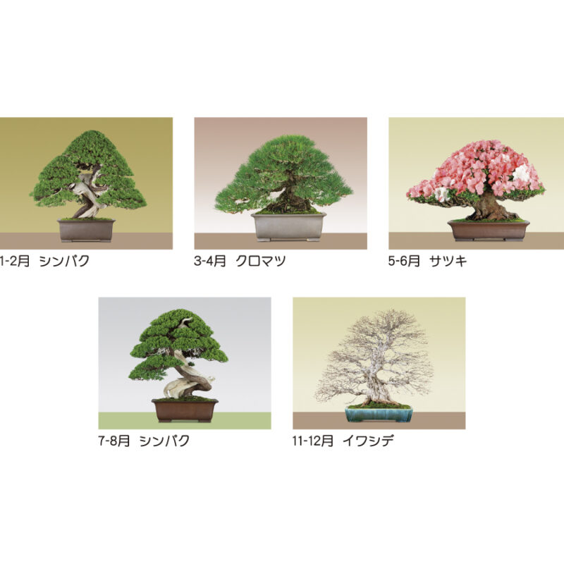 日本のこころ（盆栽）（3）