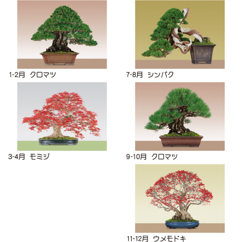【超早割】日本のこころ(盆栽)（3）