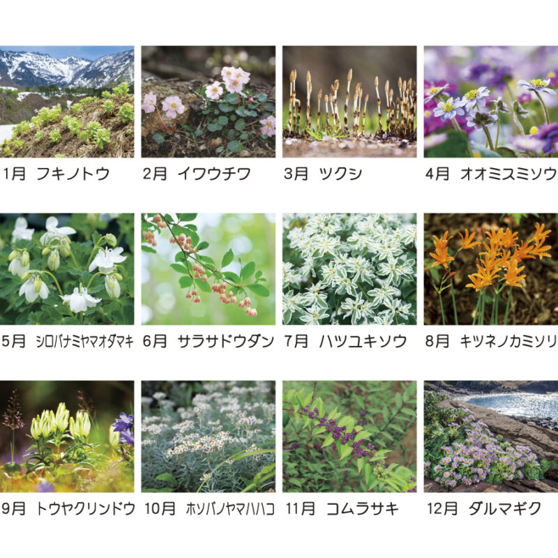日本の山野草（3）
