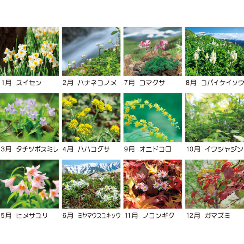 【超早割】日本の山野草（3）