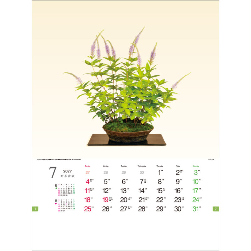 【超早割】野草盆栽（2）