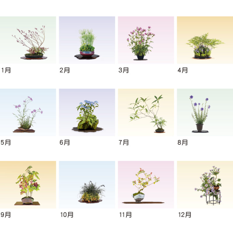 野草盆栽（3）