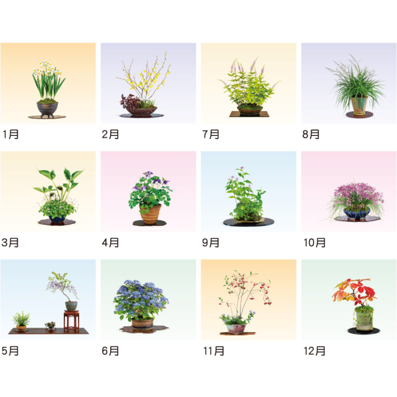 【超早割】野草盆栽（3）