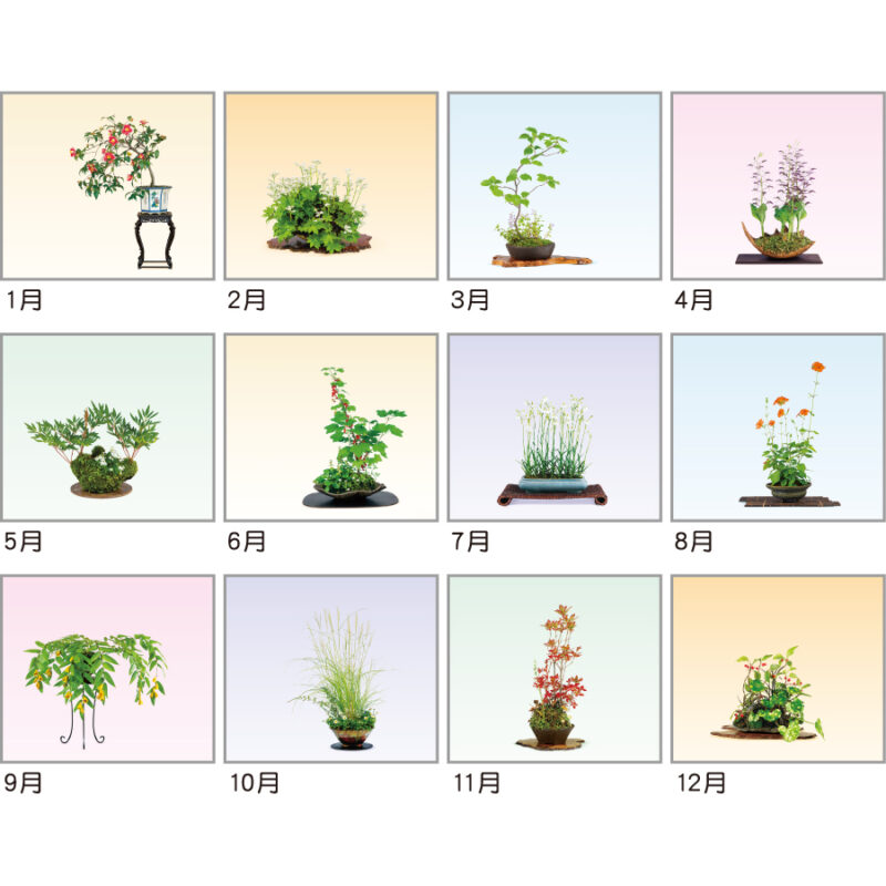 野草盆栽（3）