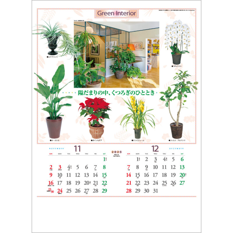 観葉植物と暮し（2）