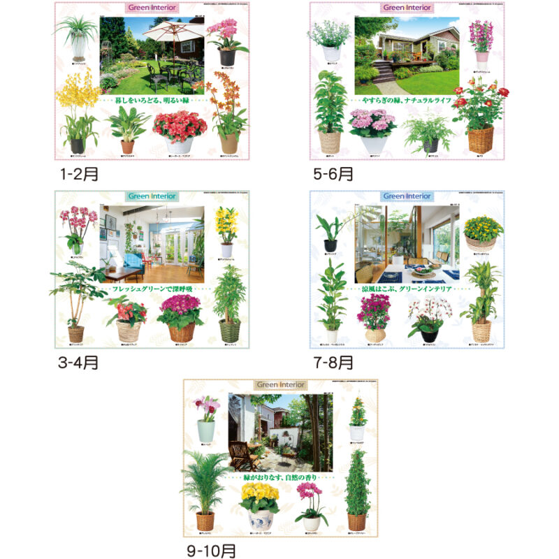 観葉植物と暮し（3）